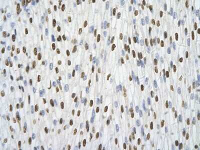 Immunohistochemistry: hnRNP A1 Antibody [NBP1-57121]