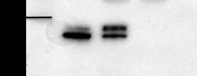 Western Blot: hnRNP A2B1 Antibody (DP3B3)Azide and BSA Free [NBP2-80777]