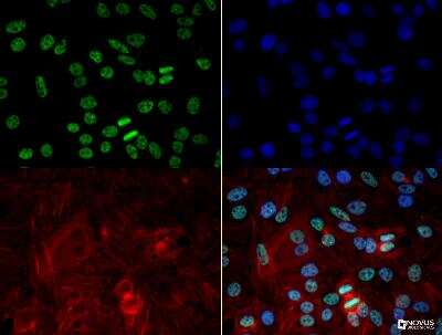 Immunocytochemistry/ Immunofluorescence: hnRNP A2B1 Antibody (DP3B3) - BSA Free [NB120-6102]