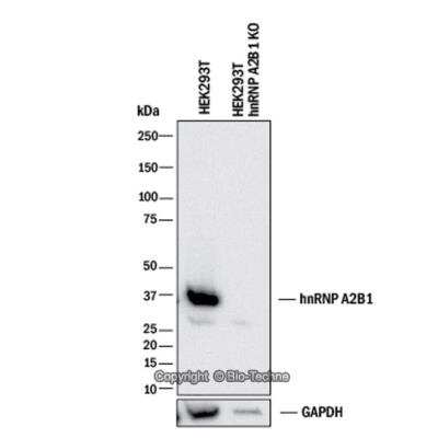 Knockdown Validated: hnRNP A2B1 Antibody (DP3B3) - BSA Free [NB120-6102]