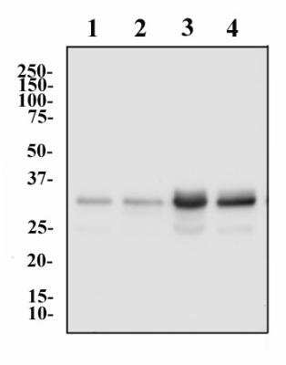 Western Blot: hnRNP A2B1 Antibody (DP3B3)BSA Free [NB120-6102]