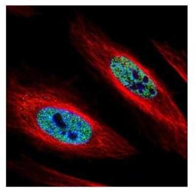 Immunocytochemistry/ Immunofluorescence: hnRNP A2B1 Antibody [NBP2-16864]
