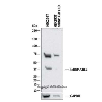 Knockdown Validated: hnRNP A2B1 Antibody [NBP1-89675]