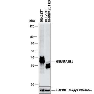Knockout Validated: hnRNP A2B1 Antibody [NBP2-56497]