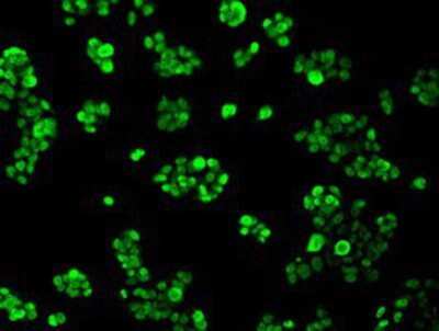 Immunocytochemistry/ Immunofluorescence: hnRNP F Antibody (OTI5F5) [NBP2-02221]