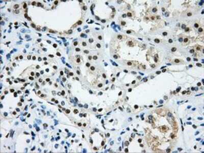 Immunohistochemistry-Paraffin: hnRNP F Antibody (OTI5F5) [NBP2-02221]