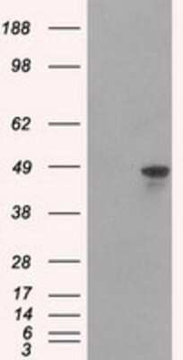 Western Blot: hnRNP F Antibody (OTI5F5) [NBP2-02221]
