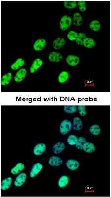 Immunocytochemistry/ Immunofluorescence: hnRNP F Antibody [NBP1-33607]