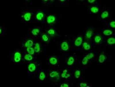 Immunocytochemistry/ Immunofluorescence: hnRNP F Antibody (OTI5F5) - Azide and BSA Free [NBP2-70907]