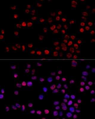 Immunocytochemistry/ Immunofluorescence: hnRNP H Antibody - Azide and BSA Free [NBP2-93590]