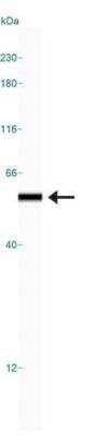 Simple Western: hnRNP H Antibody [NB100-385]