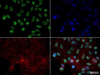 Immunocytochemistry/ Immunofluorescence: hnRNP L Antibody (4D11) - Azide and BSA Free [NBP2-80778]