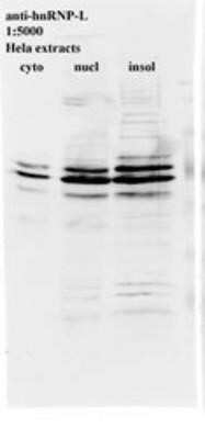 Western Blot: hnRNP L Antibody (4D11)Azide and BSA Free [NBP2-80778]