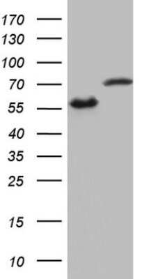 Western Blot: hnRNP L Antibody (OTI2E4)Azide and BSA Free [NBP2-70908]