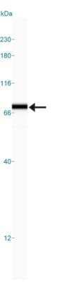 Simple Western: hnRNP M Antibody (2A6) [NB200-315]