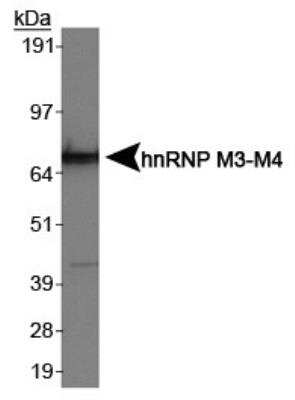 Western Blot: hnRNP M Antibody (2A6) [NB200-315]