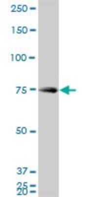 Western Blot: hnRNP M Antibody (3F7) [H00004670-M03]