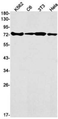 Western Blot: hnRNP M Antibody (S06-3B1) [NBP3-15042]