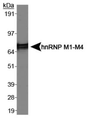 Western Blot: hnRNP M1-M4 Antibody (1D8) [NB200-314]
