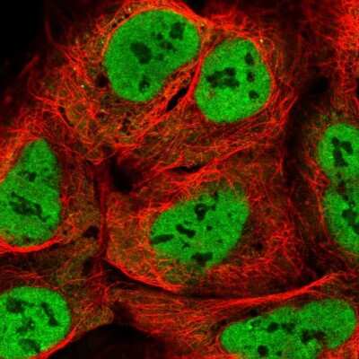 Immunocytochemistry/ Immunofluorescence: hnRNP-Q Antibody [NBP2-34068]