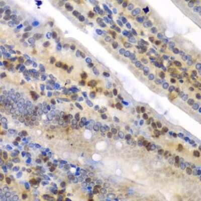 Immunohistochemistry-Paraffin: hnRNP-Q Antibody - BSA Free [NBP3-03335]