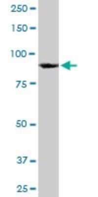 Western Blot: hnRNP U Antibody (4G11) [H00003192-M03]