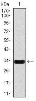 Western Blot: iNOS Antibody (4E5)Azide and BSA Free [NBP2-80814]