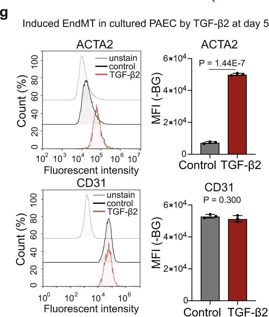 Human alpha-Smooth Muscle Actin Alexa Fluor® 488-conjugated