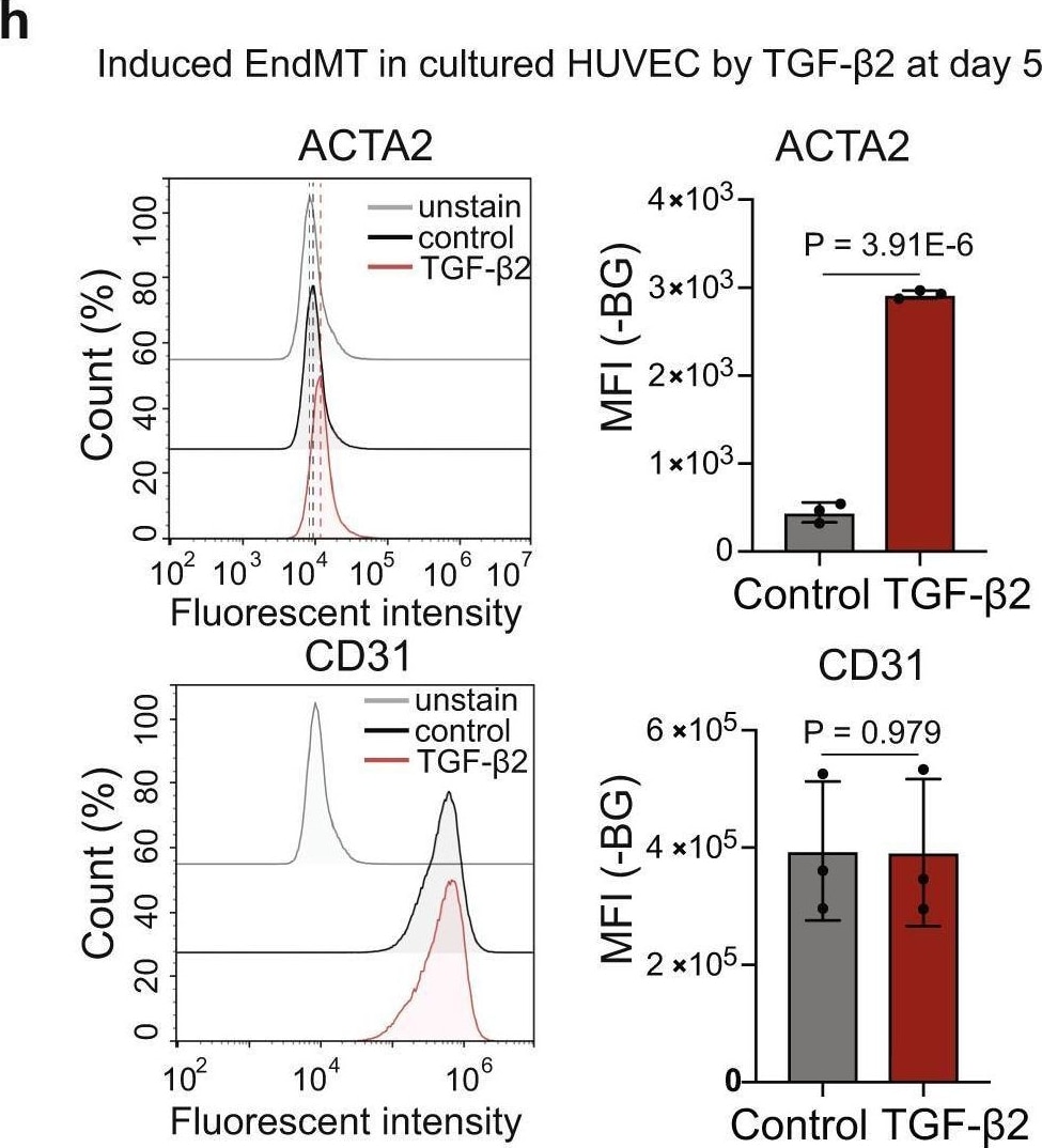 Detection of alpha-Smooth Muscle Actin by Flow Cytometry