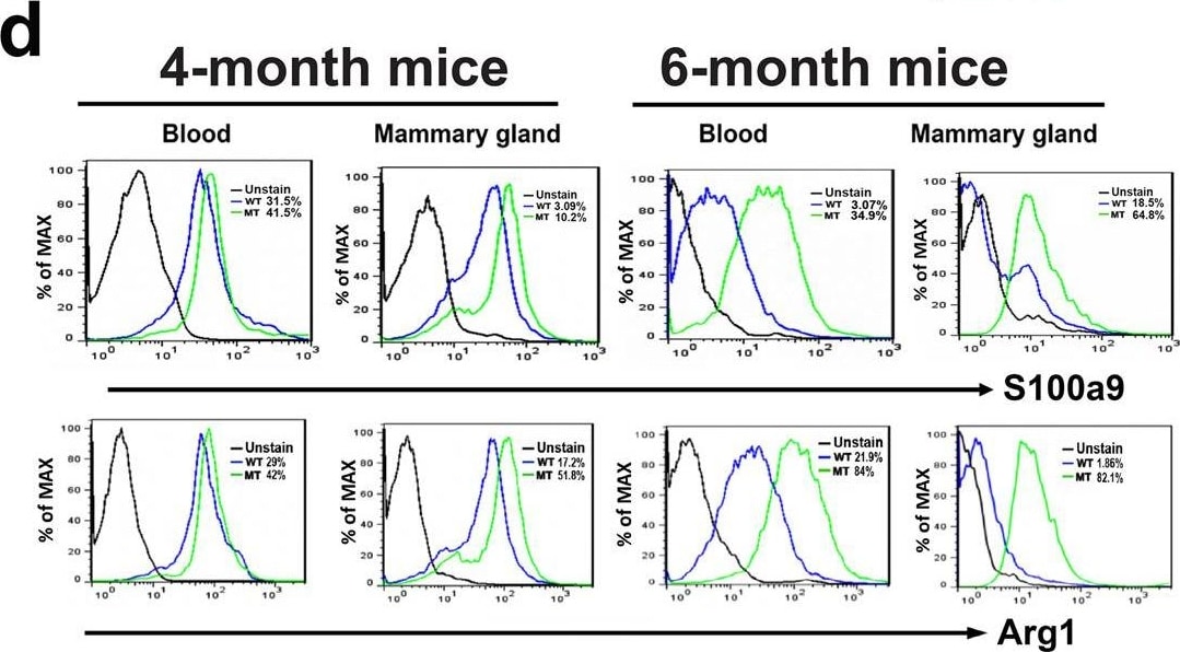 Detection of Mouse Arginase 1/ARG1/liver Arginase by Flow Cytometry