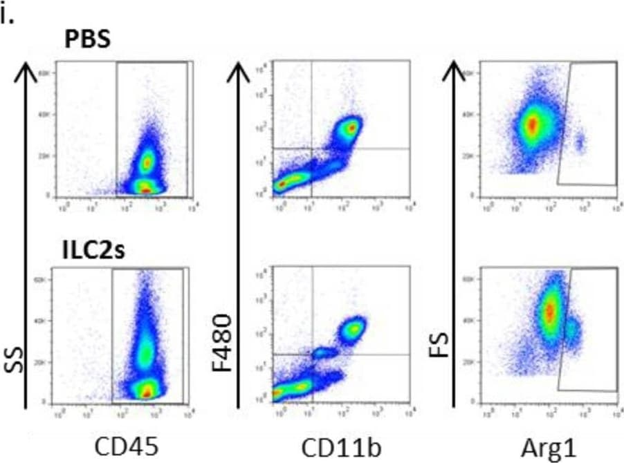 Detection of Mouse Arginase 1/ARG1/liver Arginase by Flow Cytometry