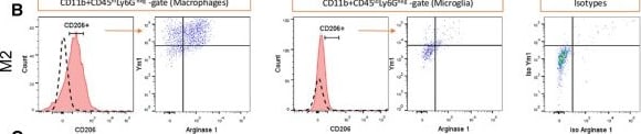 Detection of Mouse Arginase 1/ARG1/liver Arginase by Flow Cytometry