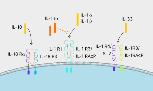 IL-1 family cytokines, IL-1 alpha, IL-1 beta, IL-18, and IL-33 binding to their respective receptor complexes, with inhibition of IL-1 alpha/beta cytokines by IL-1ra