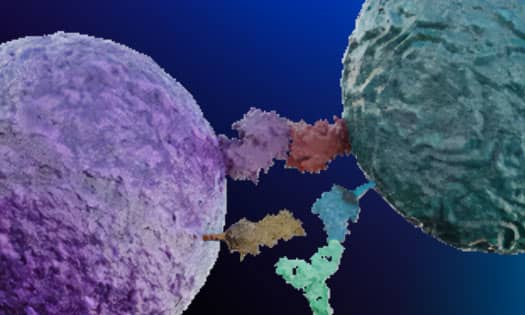 Interactions mediating T cell activation/inactivation showing MHC/antigen complex binding to the TCR and co-signaling interaction being blocked by an antibody