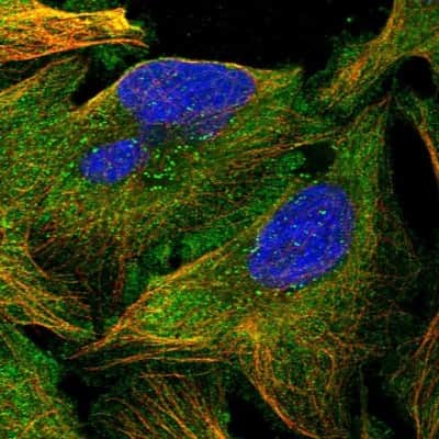Immunocytochemistry/ Immunofluorescence: katanin-p80 Antibody [NBP1-87413]