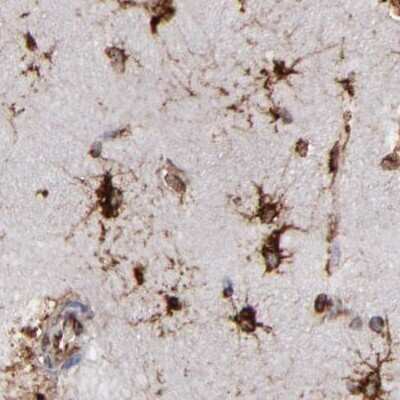 Immunohistochemistry-Paraffin: kinectin Antibody [NBP1-90634]