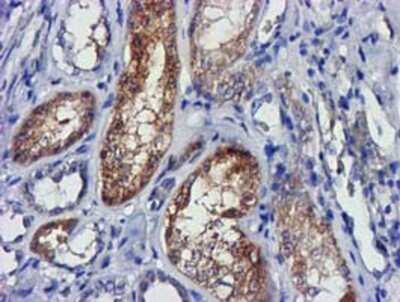Immunohistochemistry-Paraffin: lactamase, beta 2 Antibody (OTI2F9) [NBP2-00509]