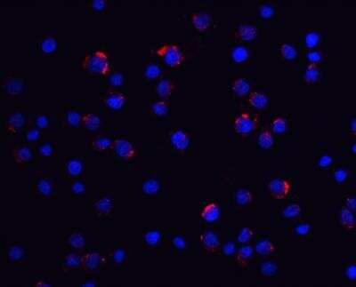 Immunocytochemistry/ Immunofluorescence: lin-54 Antibody - BSA Free [NBP2-82002]