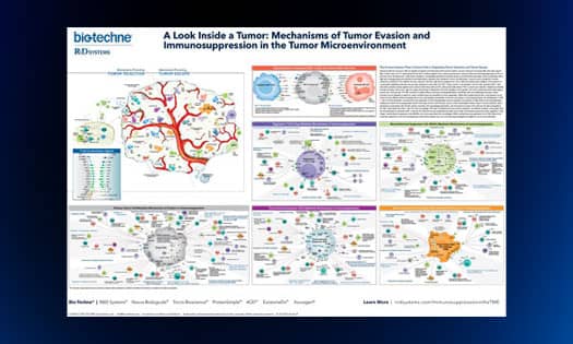 R&D Systems Look Inside a Tumor poster showing the mechanism of tumor immune evasion in the tumor microenvironment