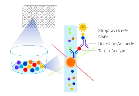 Luminex Assay Principle