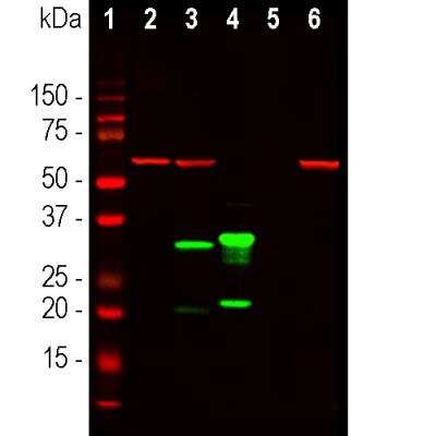 Western Blot: mCherry Antibody (1C51) [NBP1-96752]