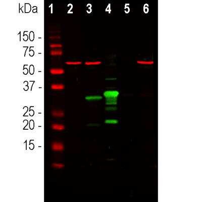 Western Blot: mCherry Antibody [NBP2-25158]