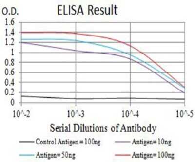 ELISA: mGluR3 Antibody (7A5A6) - BSA Free [NBP2-61843]