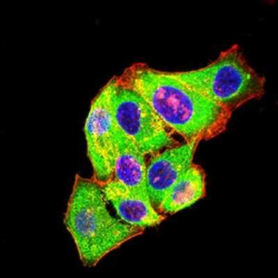 Immunocytochemistry/ Immunofluorescence: mGluR3 Antibody (7A5A6) - BSA Free [NBP2-61843]