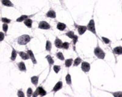 Immunohistochemistry-Paraffin: mGluR3 Antibody - BSA Free [NLS3208]