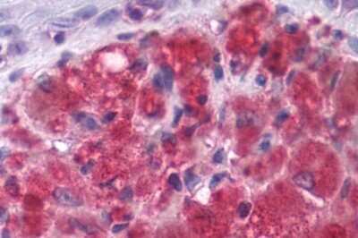 Immunohistochemistry-Paraffin: mGluR3 Antibody - BSA Free [NLS3218]