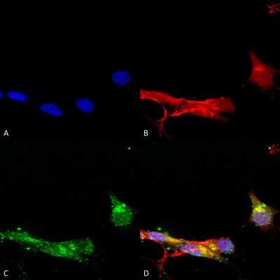 Immunocytochemistry/ Immunofluorescence: mGluR5/1a Antibody (S75-33) [NBP2-59334]