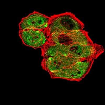Immunocytochemistry/ Immunofluorescence: mGluR7 Antibody (7G8D3) - BSA Free [NBP2-61856]