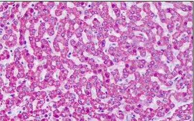 Immunohistochemistry-Paraffin: mGluR7 Antibody - BSA Free [NLS917]