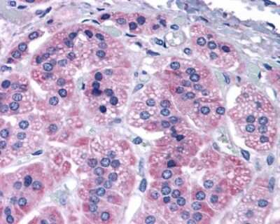 Immunohistochemistry-Paraffin: mGluR7 Antibody - BSA Free [NLS921]